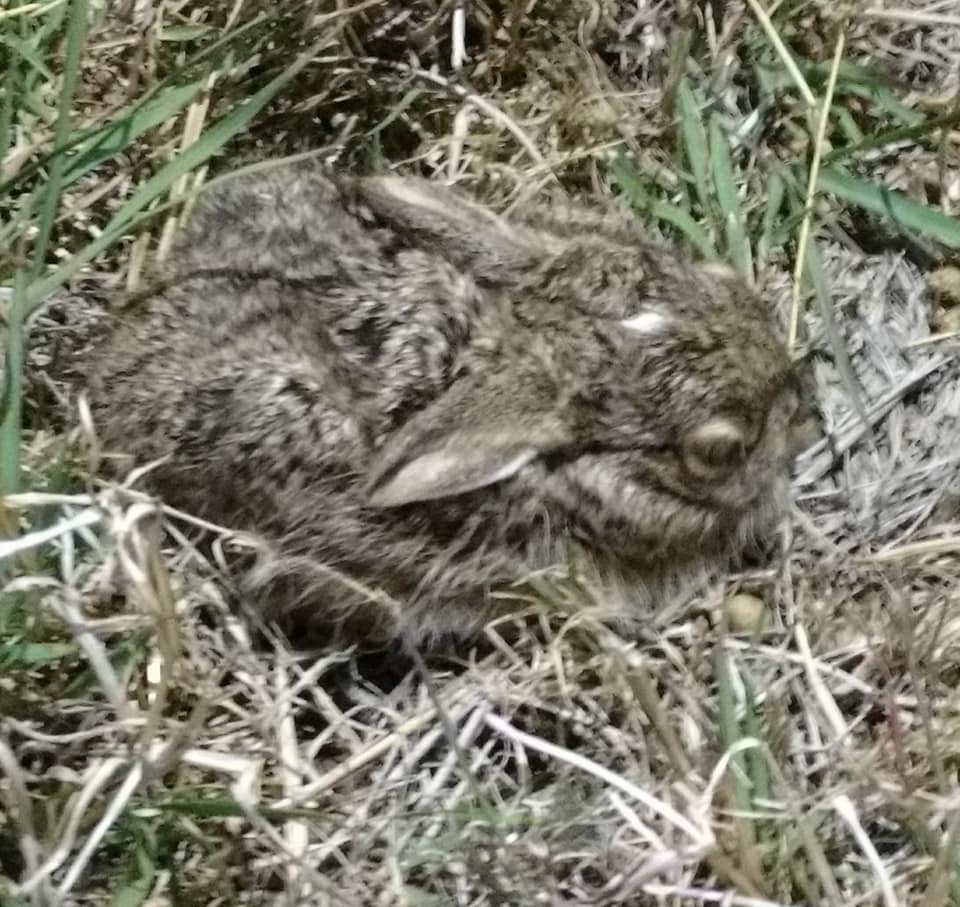 Juvenile cottontail May 3, 2018