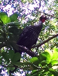 Crested Guan NRM 4324 2015