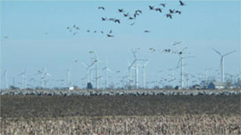 Sandhill cranes and wind turbines