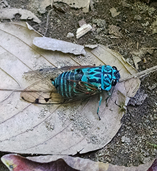 Cicada Corcovado NRM4324 2015