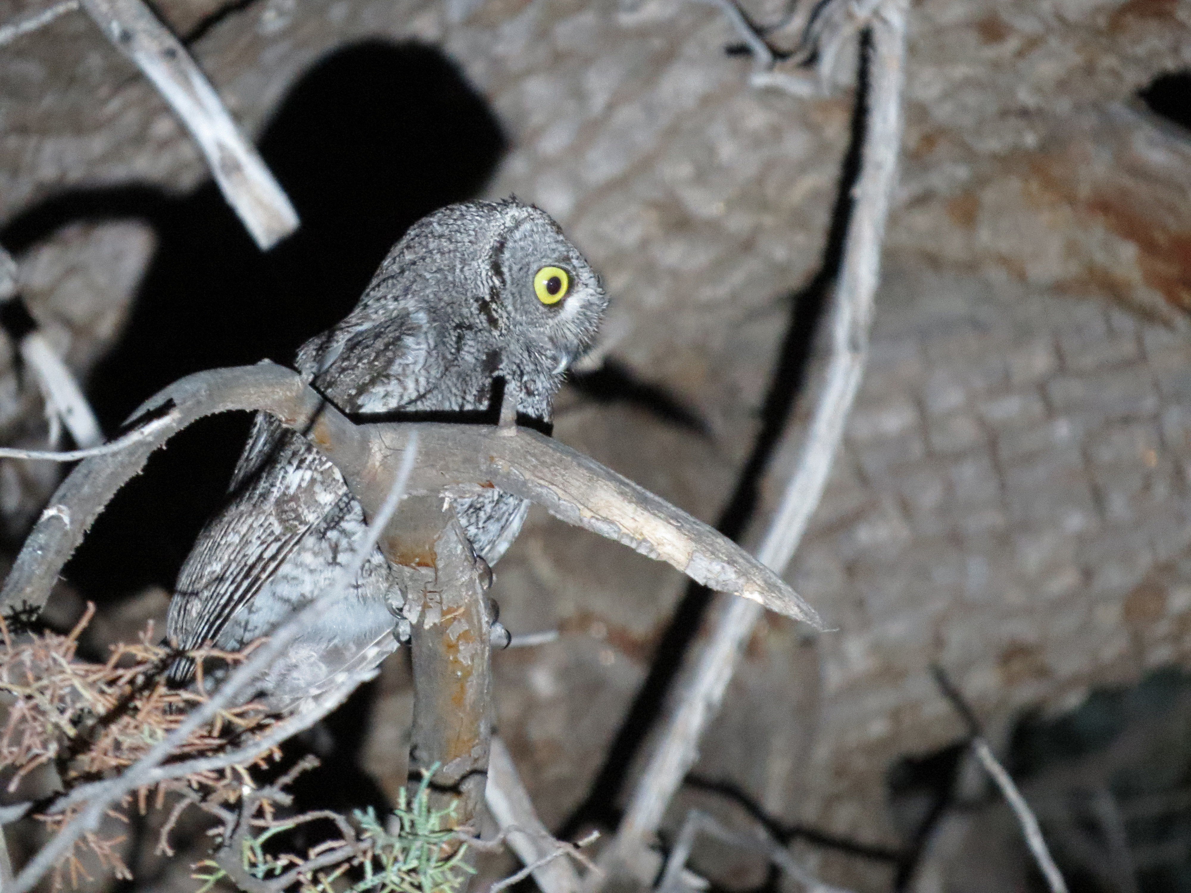 Wester Screech-owl