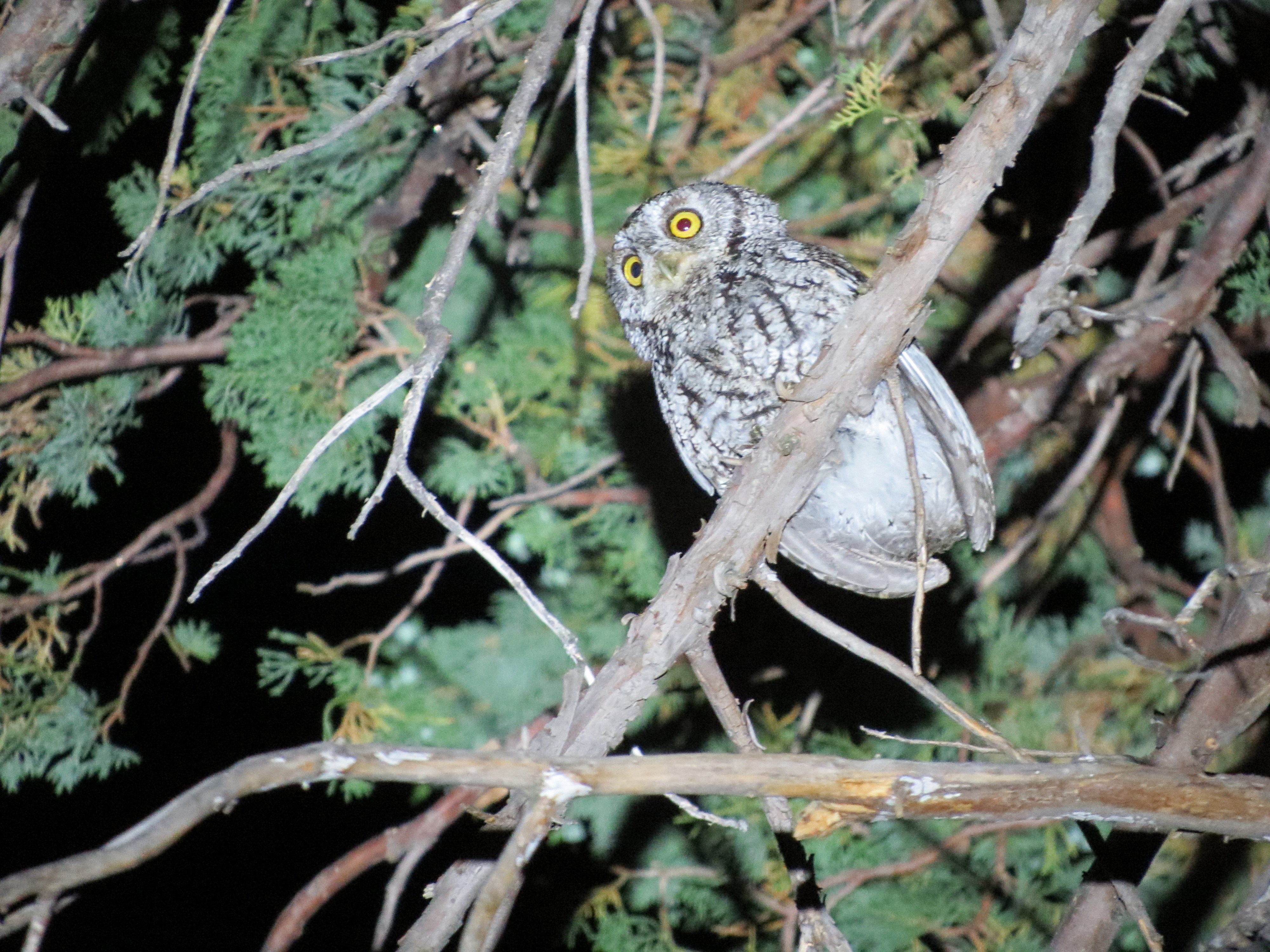 Whiskered Screech-owl